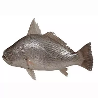 شوریده ماهی