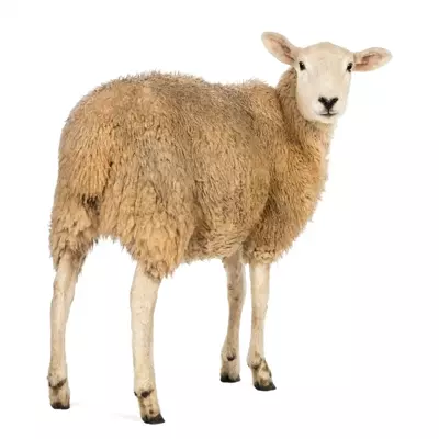 گوسفند بین  40 تا 45 کیلوگرم